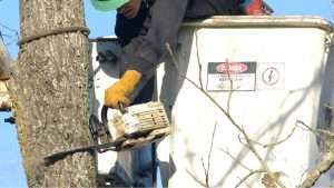 Tree Removals Wexford, Carlow & Wicklow