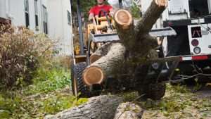 Tree Removals Wexford, Carlow & Wicklow