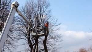 Tree Topping Wexford, Carlow & Wicklow