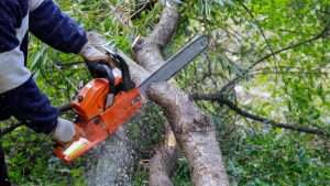 Tree Topping Wexford, Carlow & Wicklow